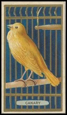 10 Canary